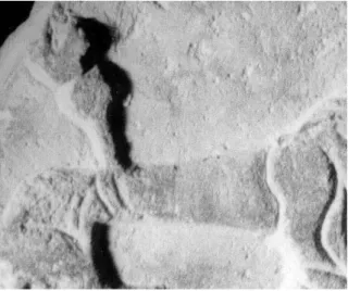 Fig. 12. Main droite : Détail d’un cliché  du Musée National du Bardo. 