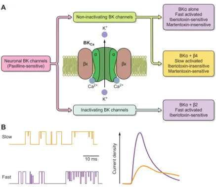 Figure 3: BK channels and its anciliary subunits are pivotal in neuronal excitability