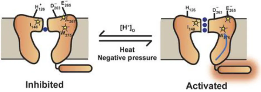 Figure 6: Cartoon model of K 2P 2.1 (TREK‐1) C‐type‐like gating by extracellular acidosis, heat, and pressure