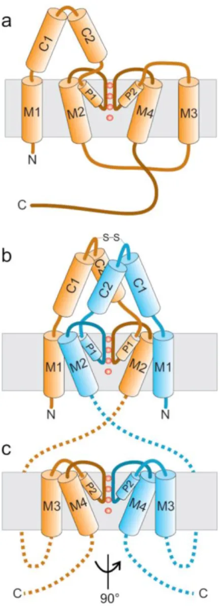 Figure 10: The structure of K 2P -channels. a. Topology of K 2P -channels. b. Sketch of the structure of the N-terminal part  of the two subunits (including the M1, C1, C2, P1 and M2 domains)