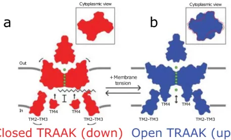 Figure 11: Cartoon model of TRAAK gating and mechanosensitivity. The down conformation (red) is a closed channel  state and the up conformation (blue) is an open channel state