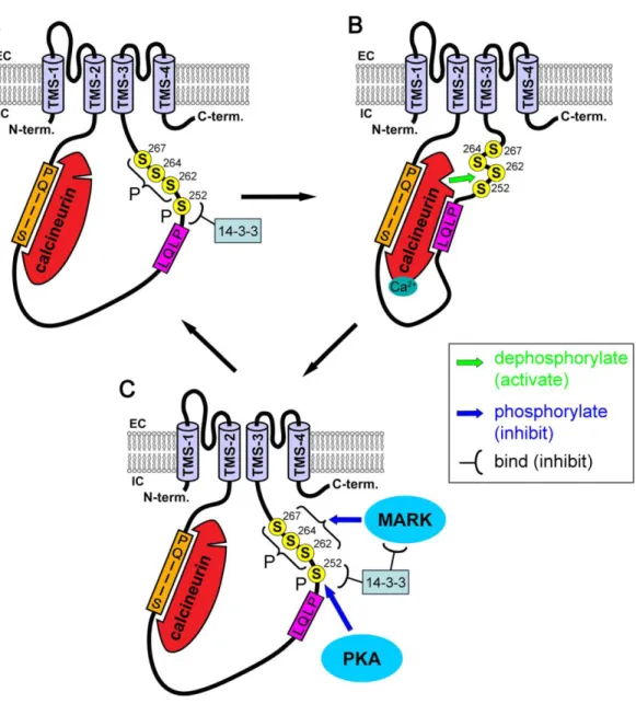 Figure 19: Regulation of the TRESK channel by calcineurin and phosphorylations (from Enyedi and Czirják, 2015)