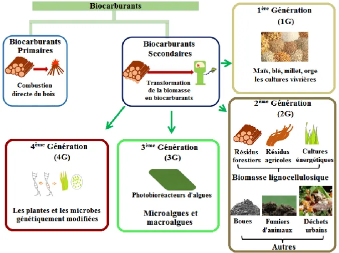 Figure 1 : Différentes génération du biocarburant et biomasse correspondante ;   source (Kumar et al., 2020) modifier