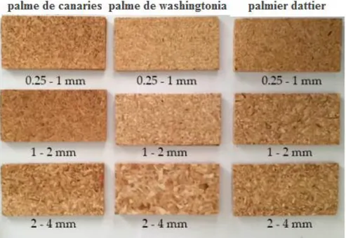 Figure 12 : Panneaux de particules fabriqués avec des rachis de différentes espèces de palmiers,  source (Ferr et al., 2018) 