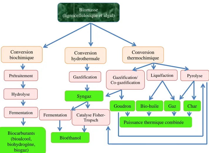 Figure 13: Les trois voies principales de conversion de la biomasse en bioénergie ;   source (Zabed et al., 2019) 