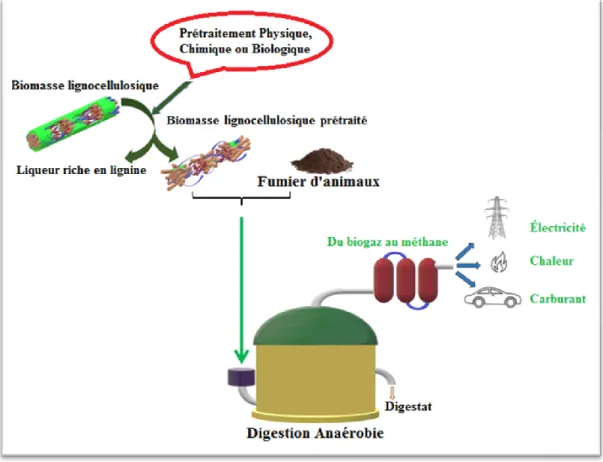 Figure 14 : Valorisation la biomasse en bio-méthane par digestion anaérobie ;   source (Abraham et al., 2020b) modifier