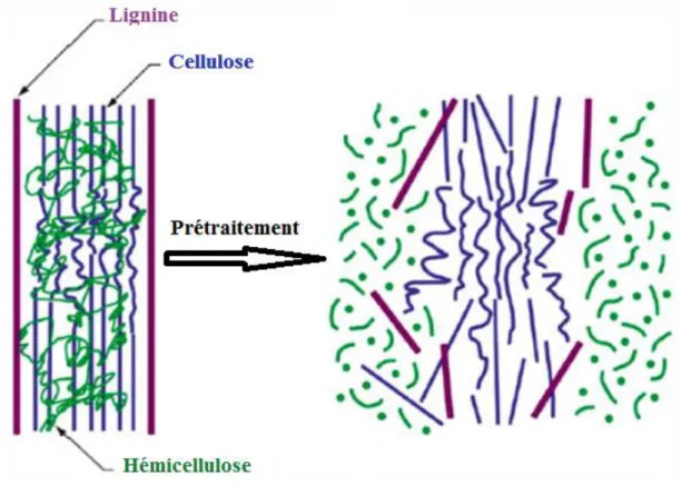 Figure 17: Vision schématique attendue de l'effet du prétraitement sur la biomasse  lignocellulosique ; Source (Bajpai, 2016) 