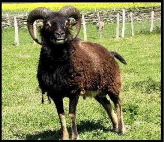 Figure 03: Mouton domestique de l’Europe du Nord assez peu amélioré,  ressemblant au mouflon: mouton Soay (Ovis aries) (Photo Rémy Peignard)
