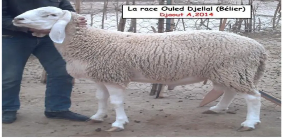 Figure 06 : Bélier Ouled Djellal 