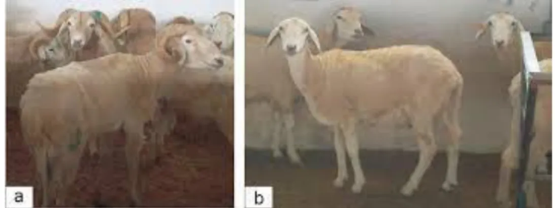 Figure 10: Béliers (a) et brebis (b) de race Rembi (Djaout et al, 2015) 