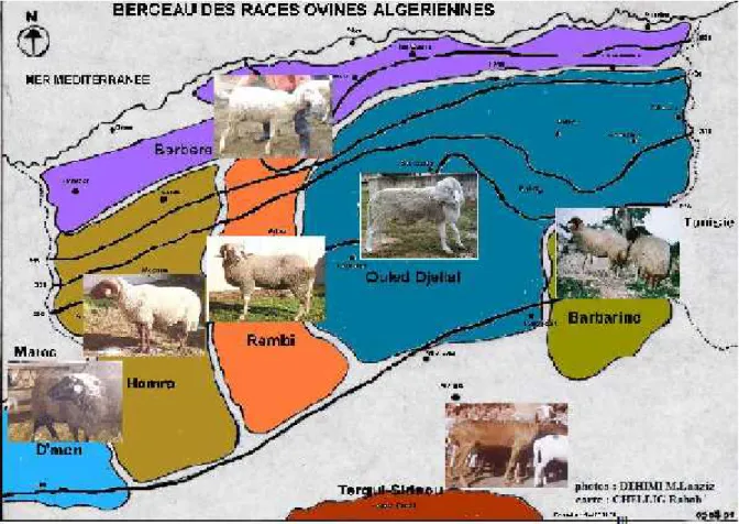 Figure N° 5: La répartition géographique des races ovines algériennes d’après Dehimi (2005).