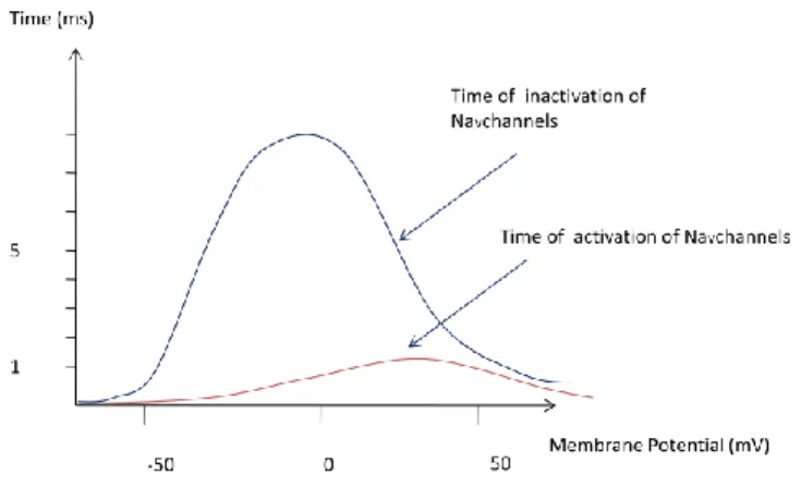 Figure 73displays the mean activation time and mean inactivation time of Na v  which depend on  the cell membrane voltage (redrawn from [220])