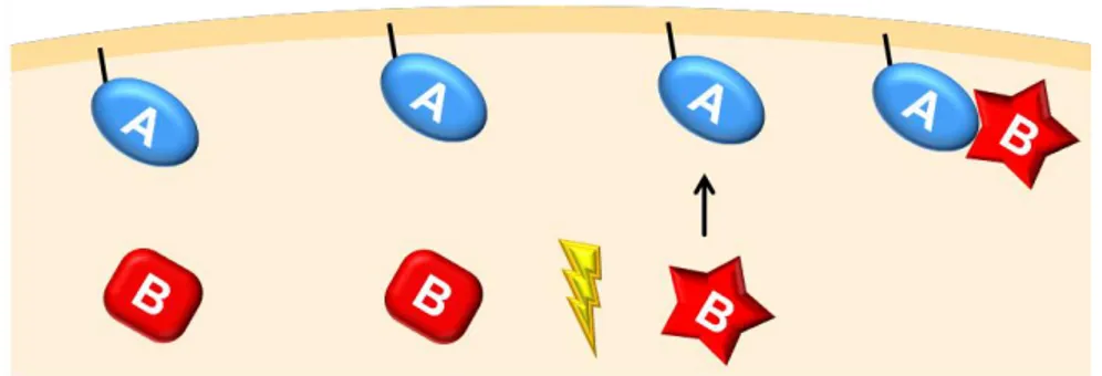 Figure 7. Scheme of the optogenetic system layout used in this work. From left to right, domain A is attached to  the plasma membrane and domain B is in the cytoplasm, in the dark state
