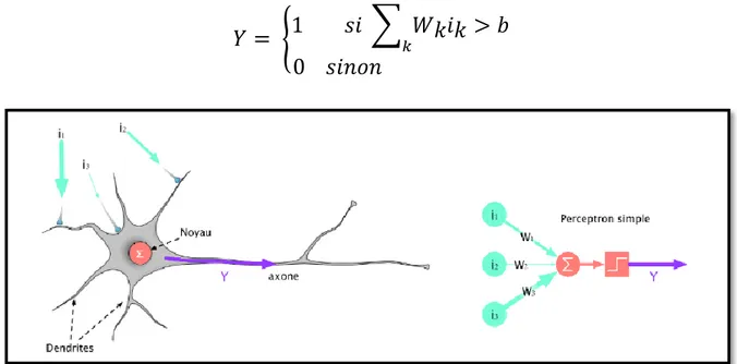 Figure 8 - Schéma d’un neurone à gauche et représentation d’un neurone formel à droit