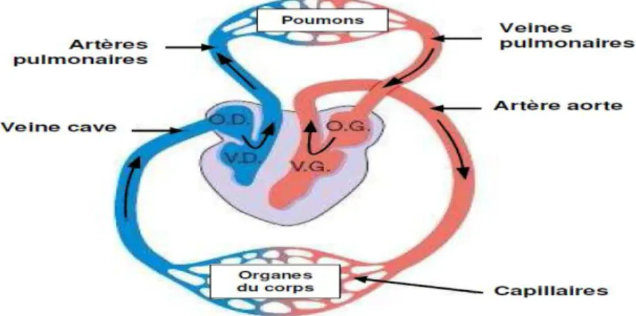 Figure 1.2 : Le schéma du circuit sanguin.