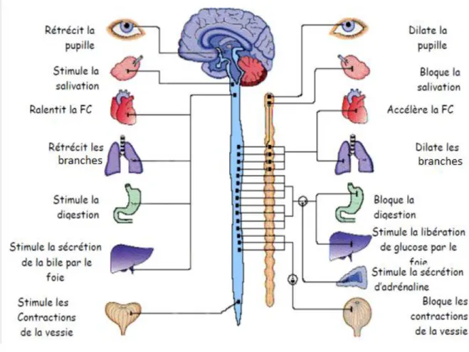 Figure 1.4 : Les systèmes nerveux sympathique et parasympathique 