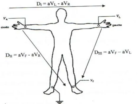 Figure 1.5 : Les dérivations bipolaires . 