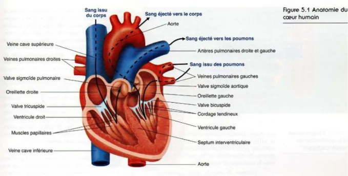 Figure 01: Anatomie générale du cœur  