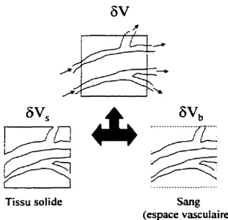 Figure 3.1 : Représentation schématique du volume de contrôle V du tissu, avec les sous volumes                               du tissu Vs et du sang Vb 