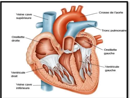 Figure 1.1 : L’anatomie du cœur. 