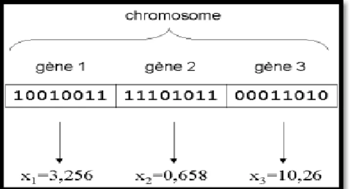 Figure  2.6: illustration schématique du codage des variables réelles [Rouet, 1999] 