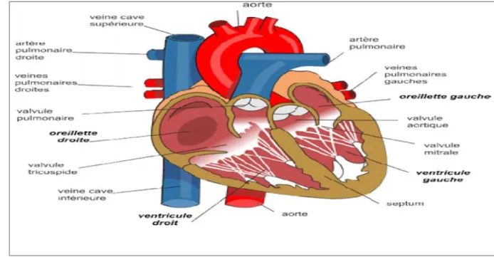 Figure 1.1: Anatomie du cœur . [Abdelliche,2011]
