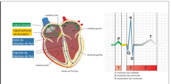 Figure 1.2: Système de conduction cardiaque . [Wellens,1986]