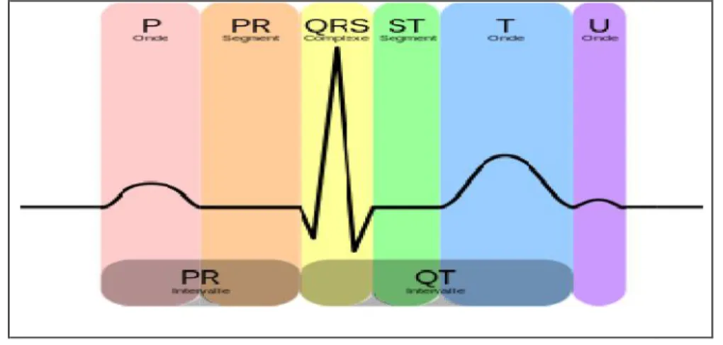 Figure 1.5: ECG normal . [Briand, 2001]