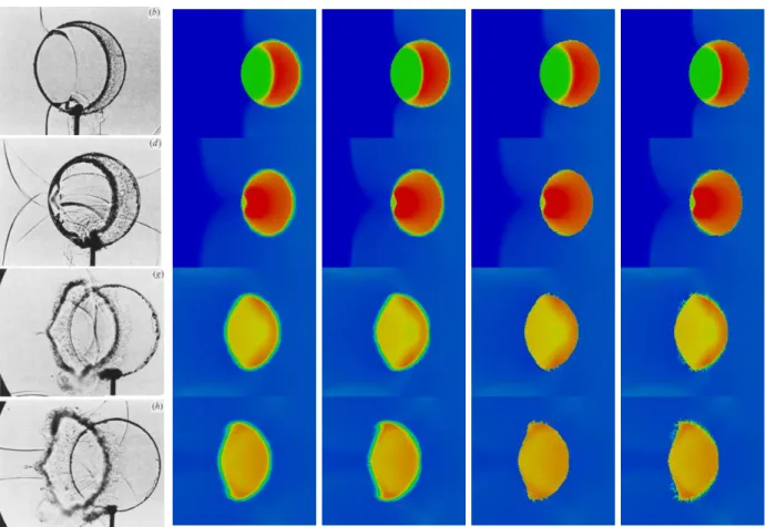 Figure 14: Air-R22 shock/cylinder interaction test. Numerical results of density profile