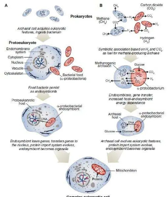 Figure 1 : Origine des mitochondries : théories endosymbiotiques.