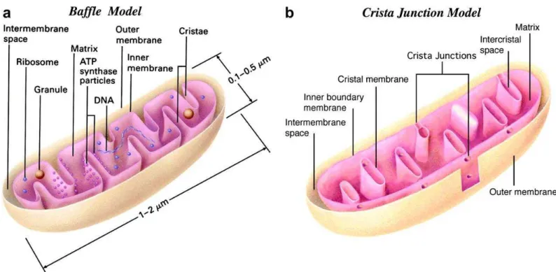 Figure 2 : Représentation schématique d’une mitochondrie.