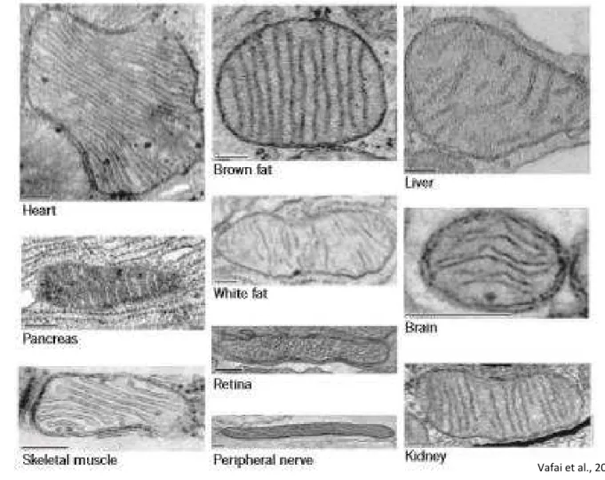 Figure 3 : Diversité de la morphologie des mitochondries et du réseau mitochondrial. 