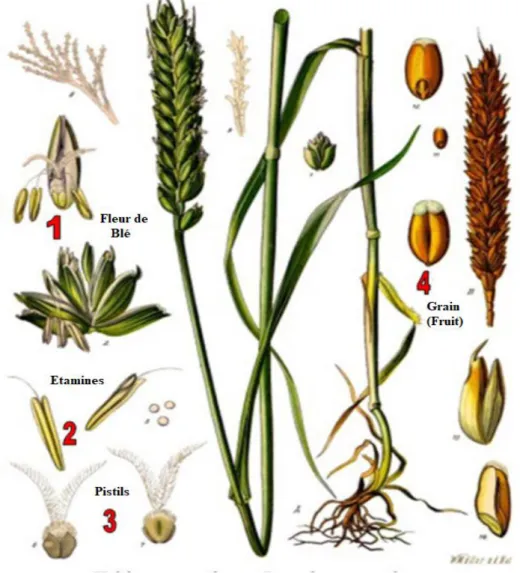 Figure 01. Fiche descriptive de la plante du blé  