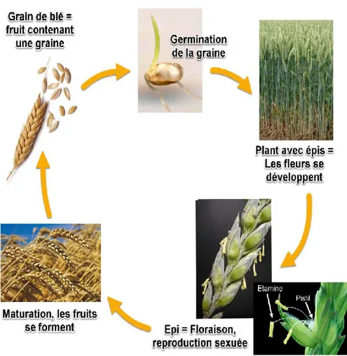 Figure 02. Cycle de vie d’un plant de blé 