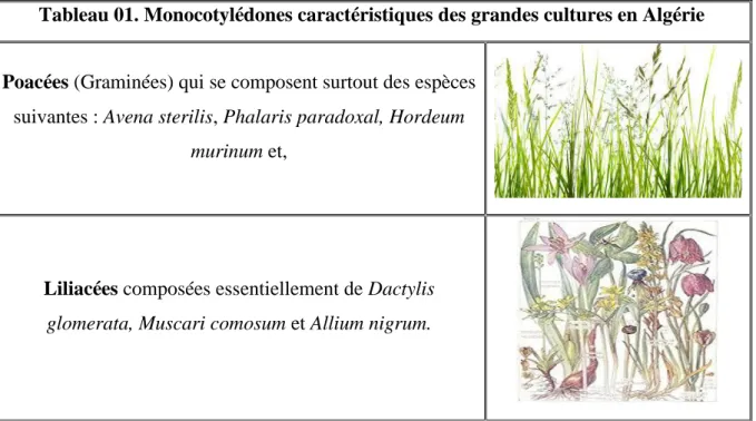 Tableau 01. Monocotylédones caractéristiques des grandes cultures en Algérie 