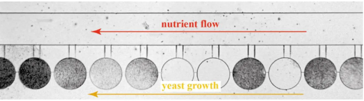 Figure S2. Non-sequential colonisation of the chambers when nutrient flow and yeast growth are in the same direction