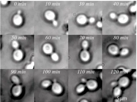 Figure S3. Monitoring of yeast budding time inside the microfluidic chamber. 