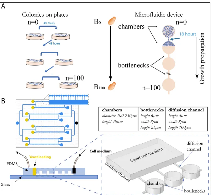 Figure 1. A. Principle of mutation accumulation experiments on plate and with the microfluidic approach