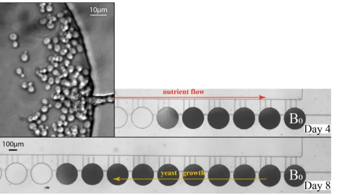Figure 3. Time-lapse images of sequential yeast growth in a microfluidic platform with 250 µm chamber diameter