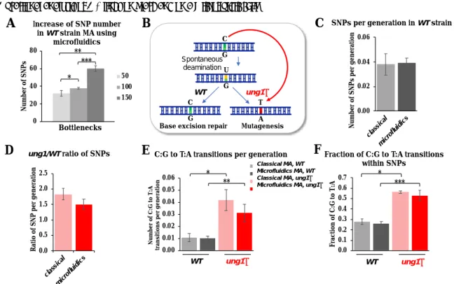 Figure  4.  A.  Genome-wide  MA  experiments  in  WT  strain  using  the  microfluidic  device  (100  µm  chamber  diameter)
