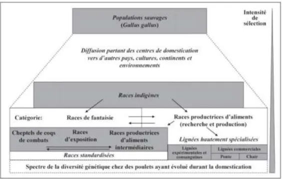 Figure 1:  Évolution de la diversité génétique de la poule domestique (Lariviere et Leroy,                                2008).