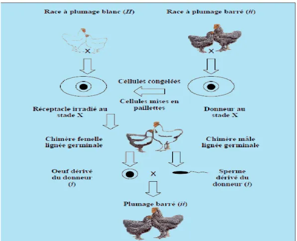 Figure 04 : Diagramme de la cryopréservation du blastodisque aviaire et reconstitution,  d’après Reedy et collaborateurs (1995) tel que cité par Delany et collaborateurs (1999)