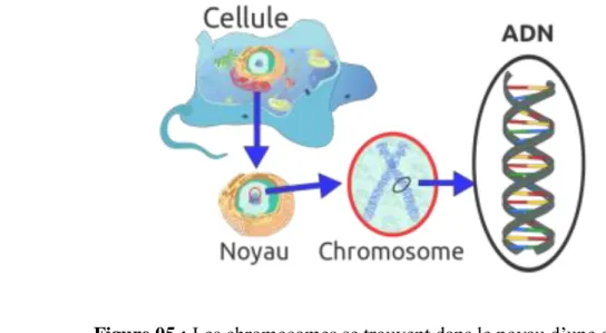 Figure 05 : Les chromosomes se trouvent dans le noyau d’une cellule. 