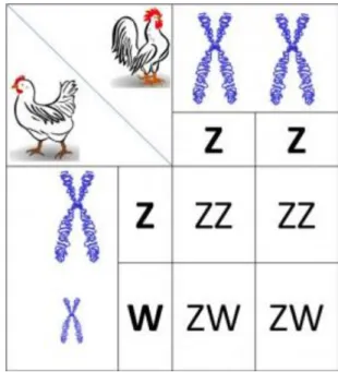 Figure 06 : Chromosomes ZZ et ZW chez les oiseaux 