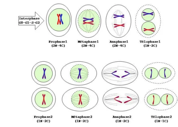 Figure 07 : Les différentes étapes de la méiose  Pour comprendre le schéma de la méiose ci-dessus: 