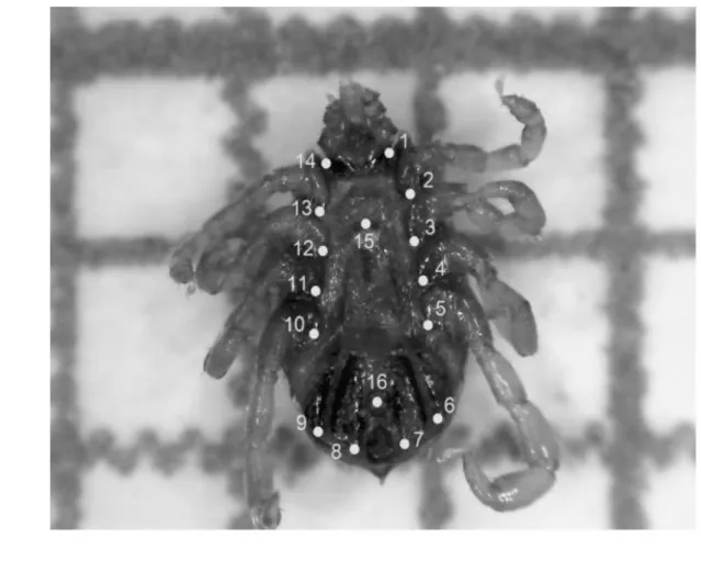 Figure 20 : Digitalisation des 16 points repères sur la face ventrale de la tique R. (B.)  microplus
