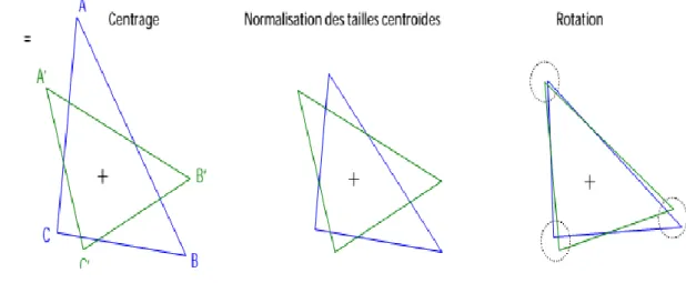 Figure 24: les trois étapes de la superposition procrustéenne (GPA) 