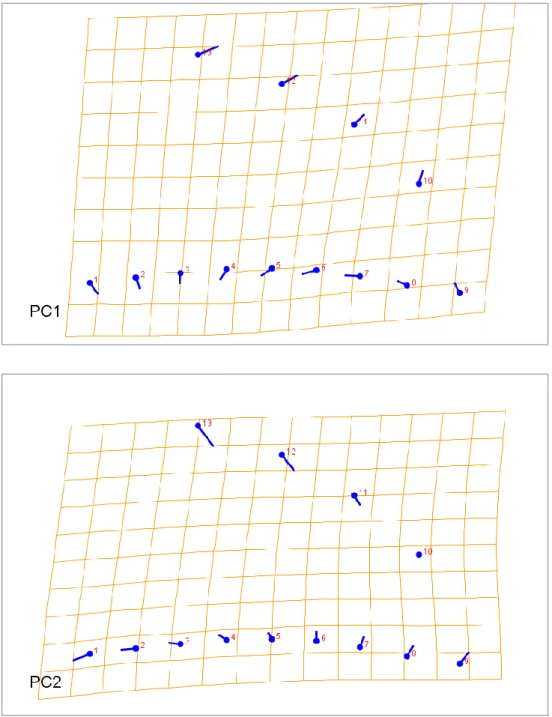 Figure 29: grille de déformation pour la présentation de la variation de la forme du bec pour  tous les individus sur les axes CP1 et CP2 