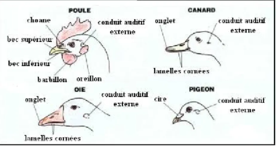 Figure 8 : les différents becs des volailles (VILLATE. D 2001).