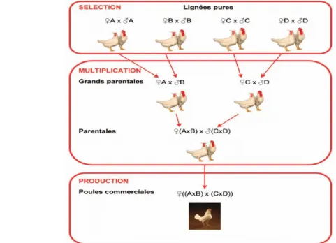 Figure 10 : Exemple d'un schéma de multiplication de lignées de poules pondeuses